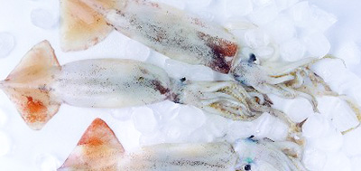 魷魚等各種海產品