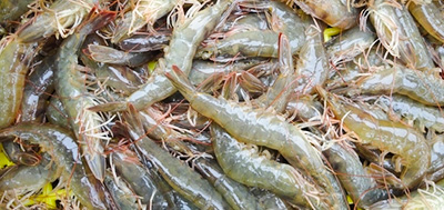 蝦等各種海產品