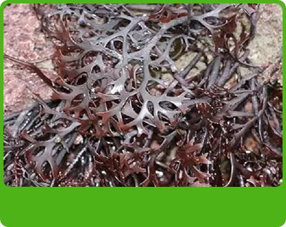 產品特性1 產品特性1